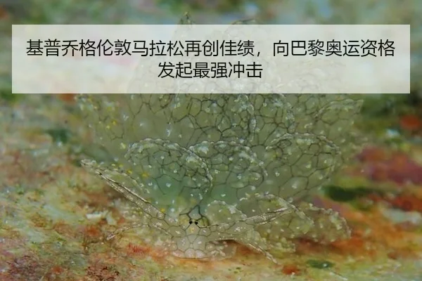 ji-pu-qiao-ge-lun-dun-ma-la-song-zai-chuang-jia-ji-xiang-ba-li-ao-yun-zi-ge-fa-qi-zui-qiang-chong-ji-3-956.jpg